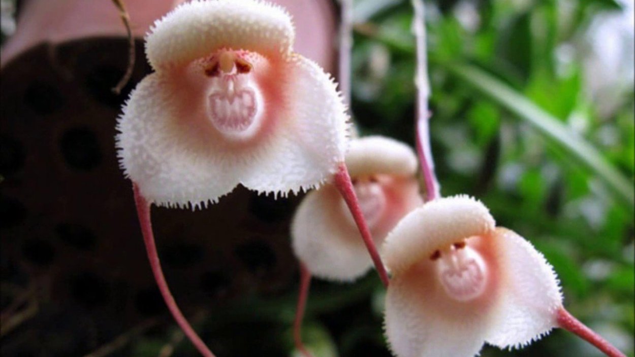 Череп в цветах