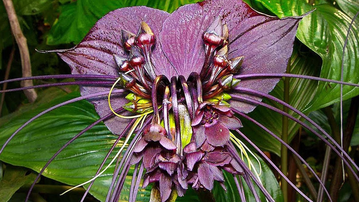 Орхидея Такка Шантрье