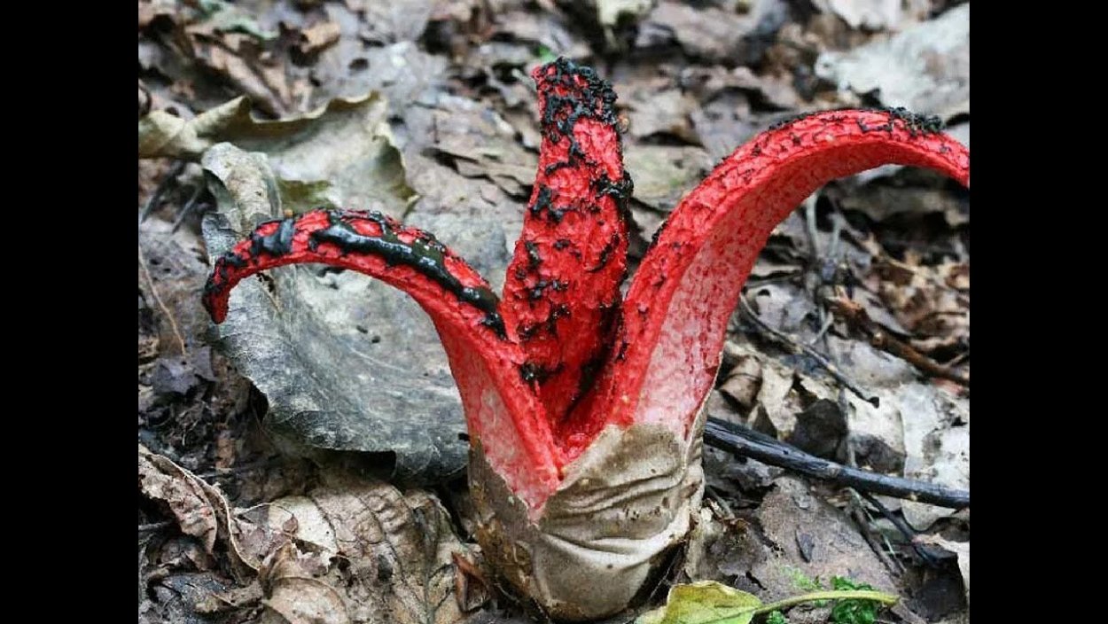 Редкие цветы