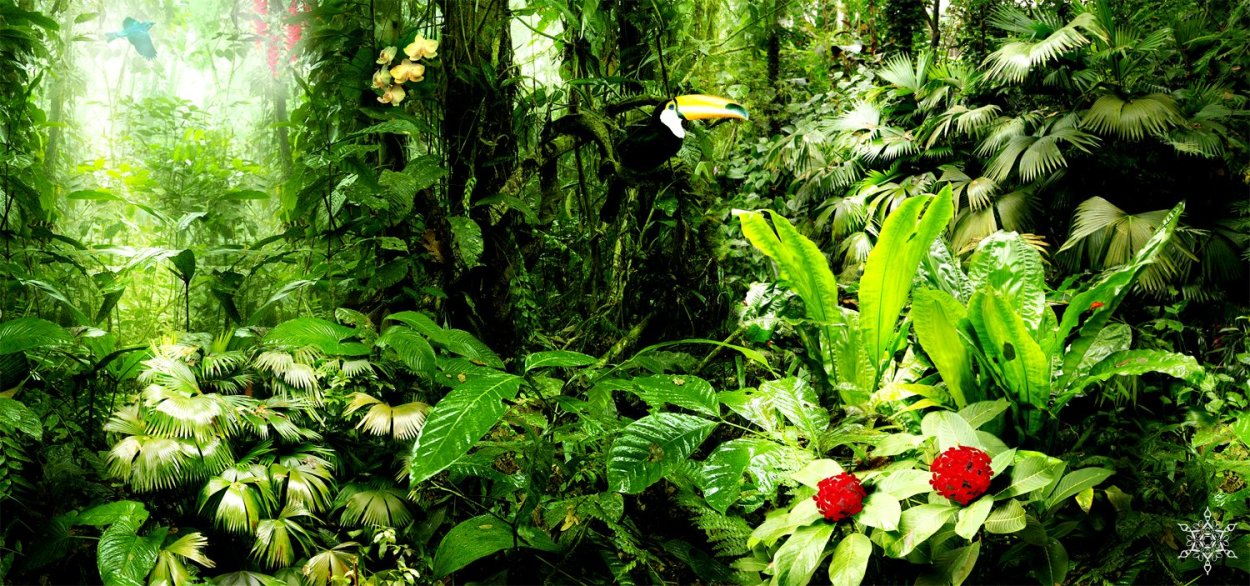 Элис Генри джунгли