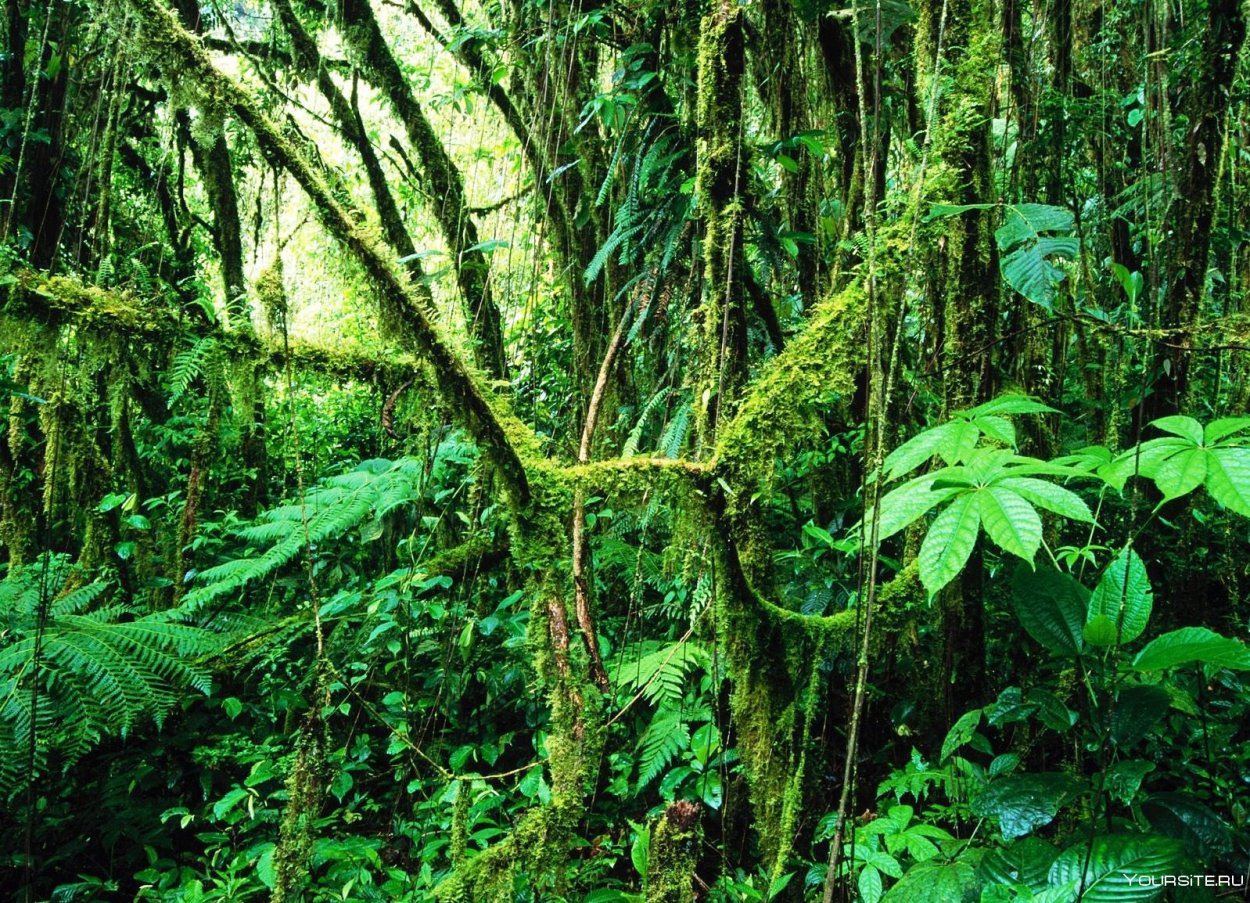 Обои на рабочий стол джунгли