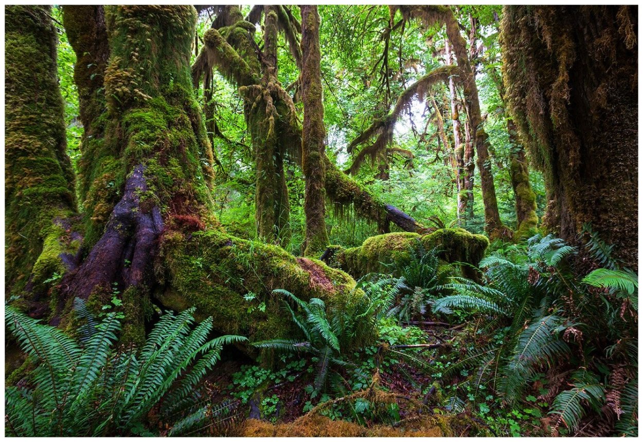 Мрачные джунгли