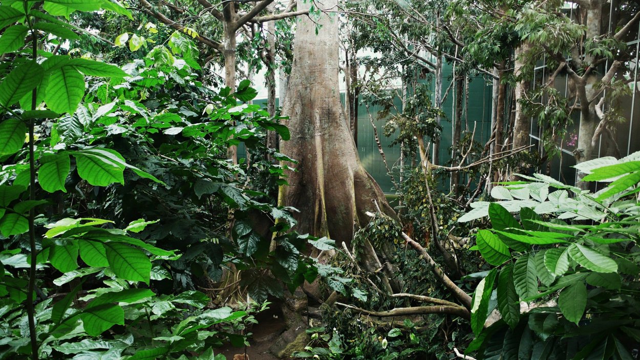 Оранжевобокая квакша