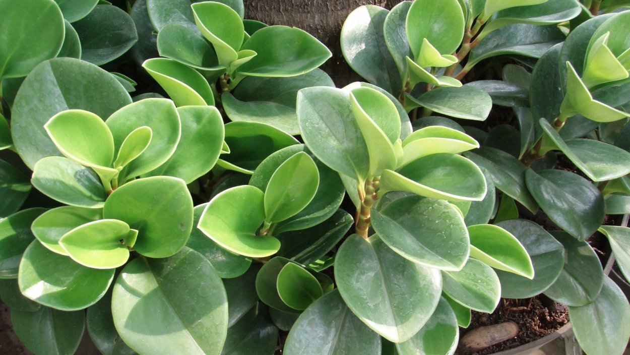 Пеперомия туполистная