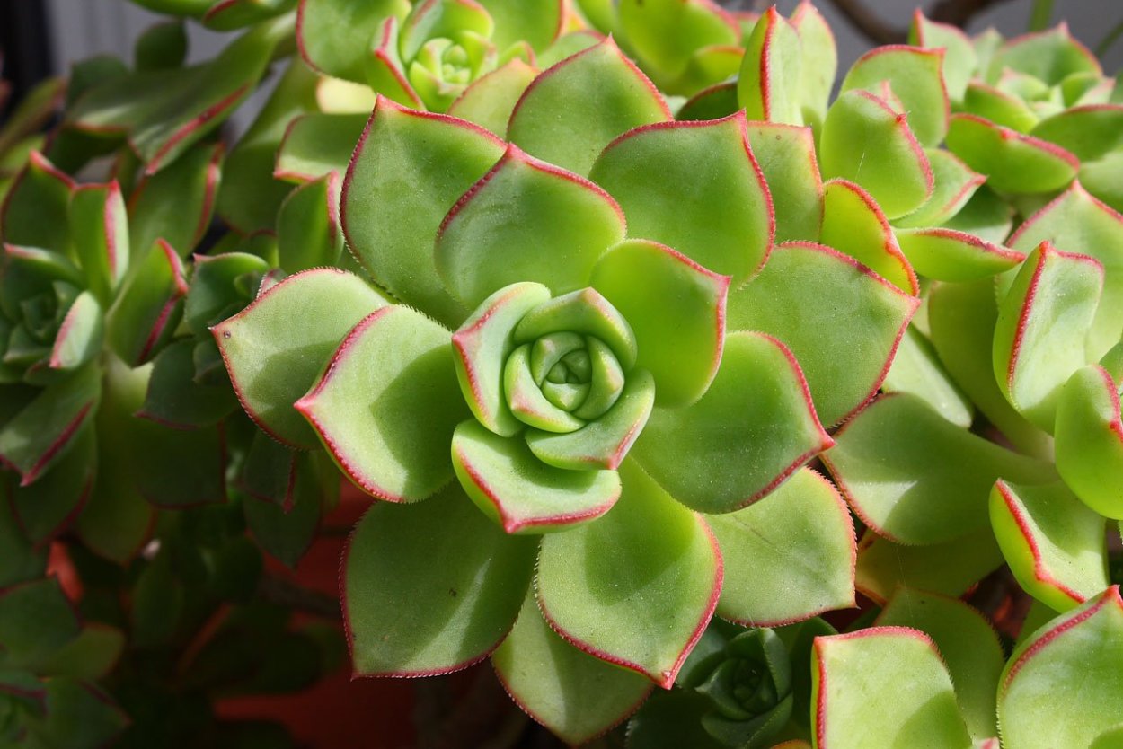 Семейство Толстянковые эхеверия-Echeveria