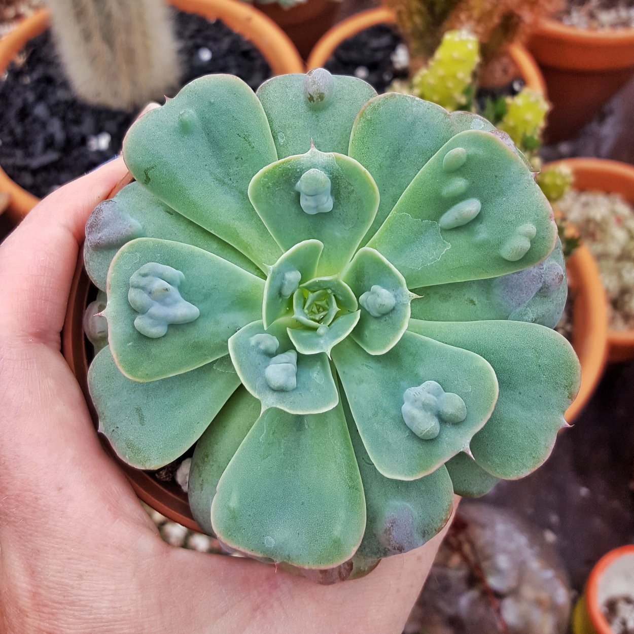 Суккуленты листообразные