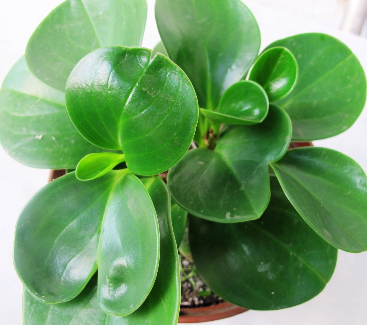 Растение Пеперомия магнолиелистная