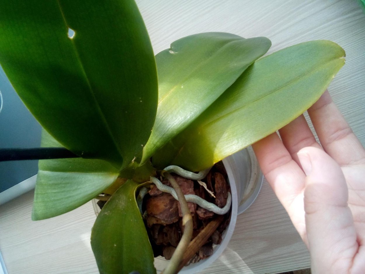 Вредители орхидей фаленопсис