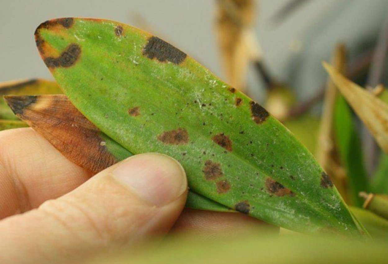 Листья орхидеи потрескались