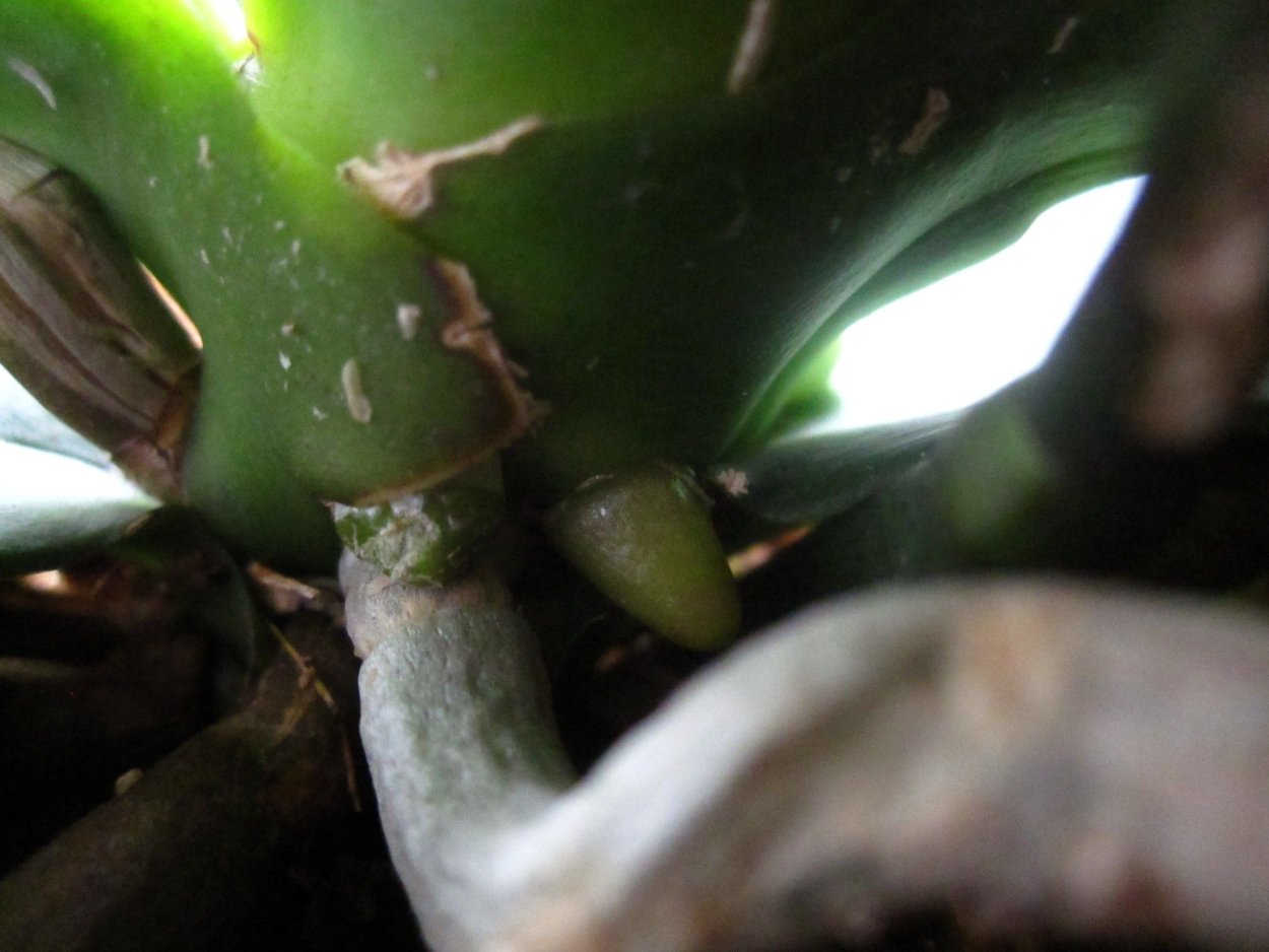 Фаленопсис прикорневая детка