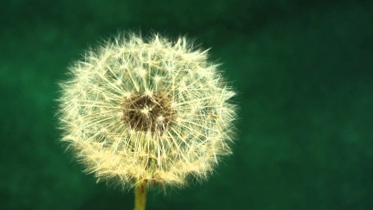 Абстракция горизонтальная бело серый с одуванчиком