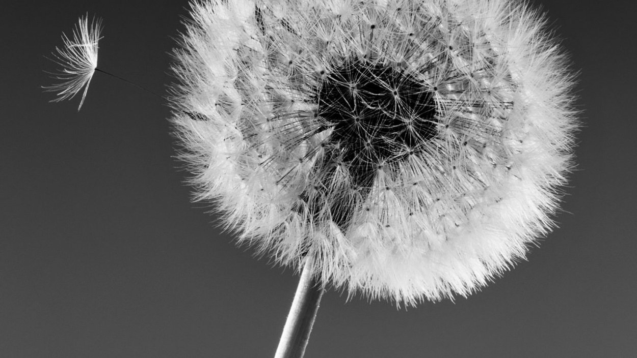 Картинка одуванчик бирюзовый