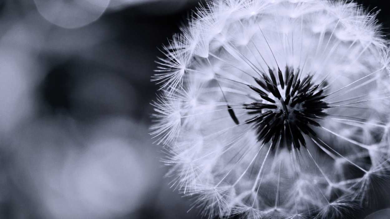 Фотообои одуванчик