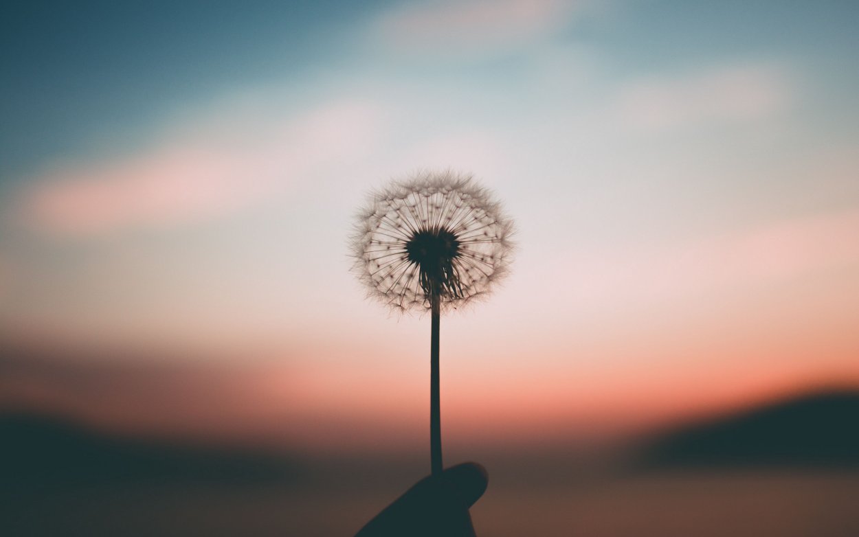 Одуванчики на фоне голубого неба