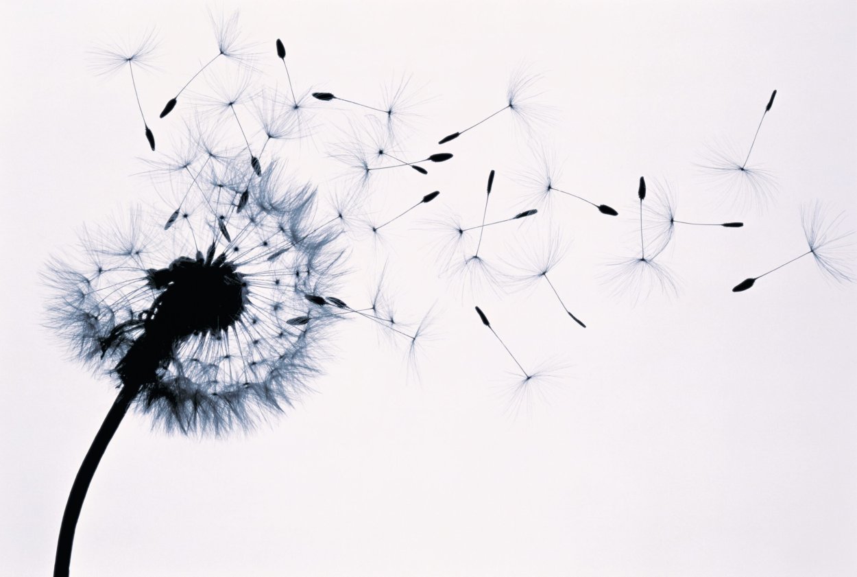 Обои одуванчики