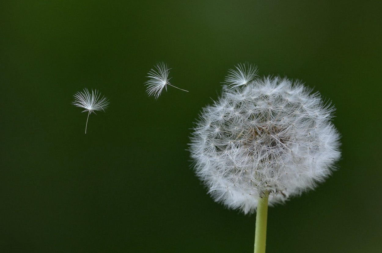 Одуванчик на голубом фоне