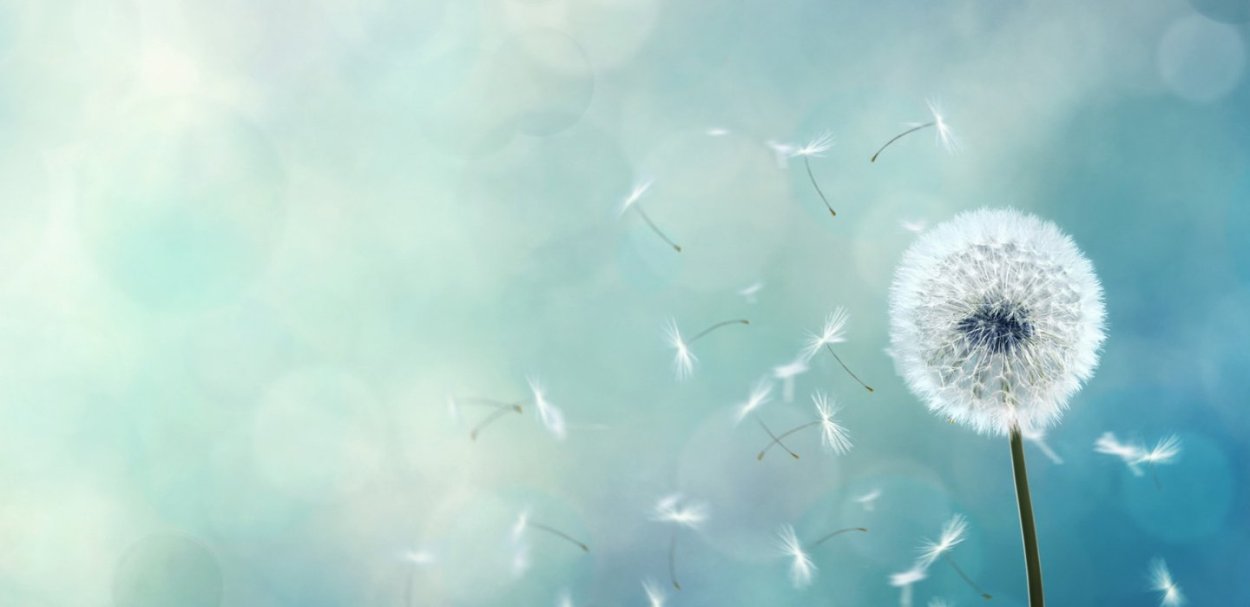 Обои одуванчики