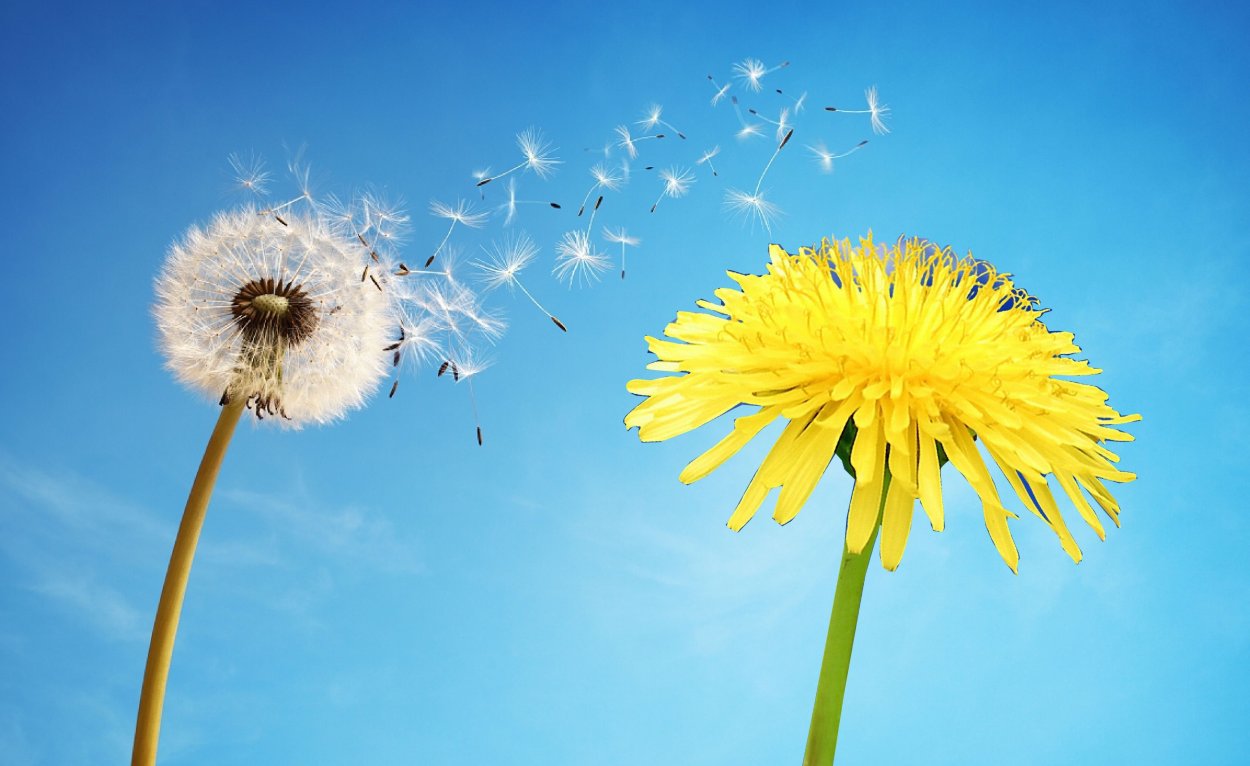 Одуванчик рисунок