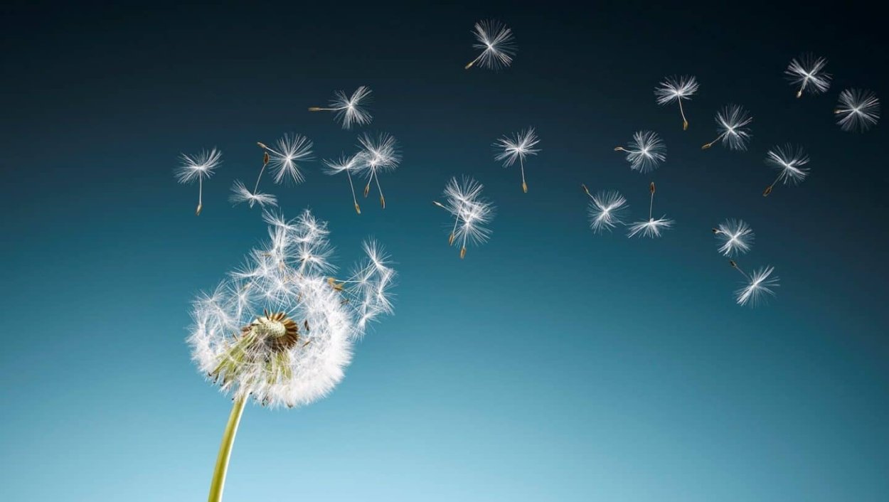 Фотообои одуванчики на бежевом фоне (9-1203)