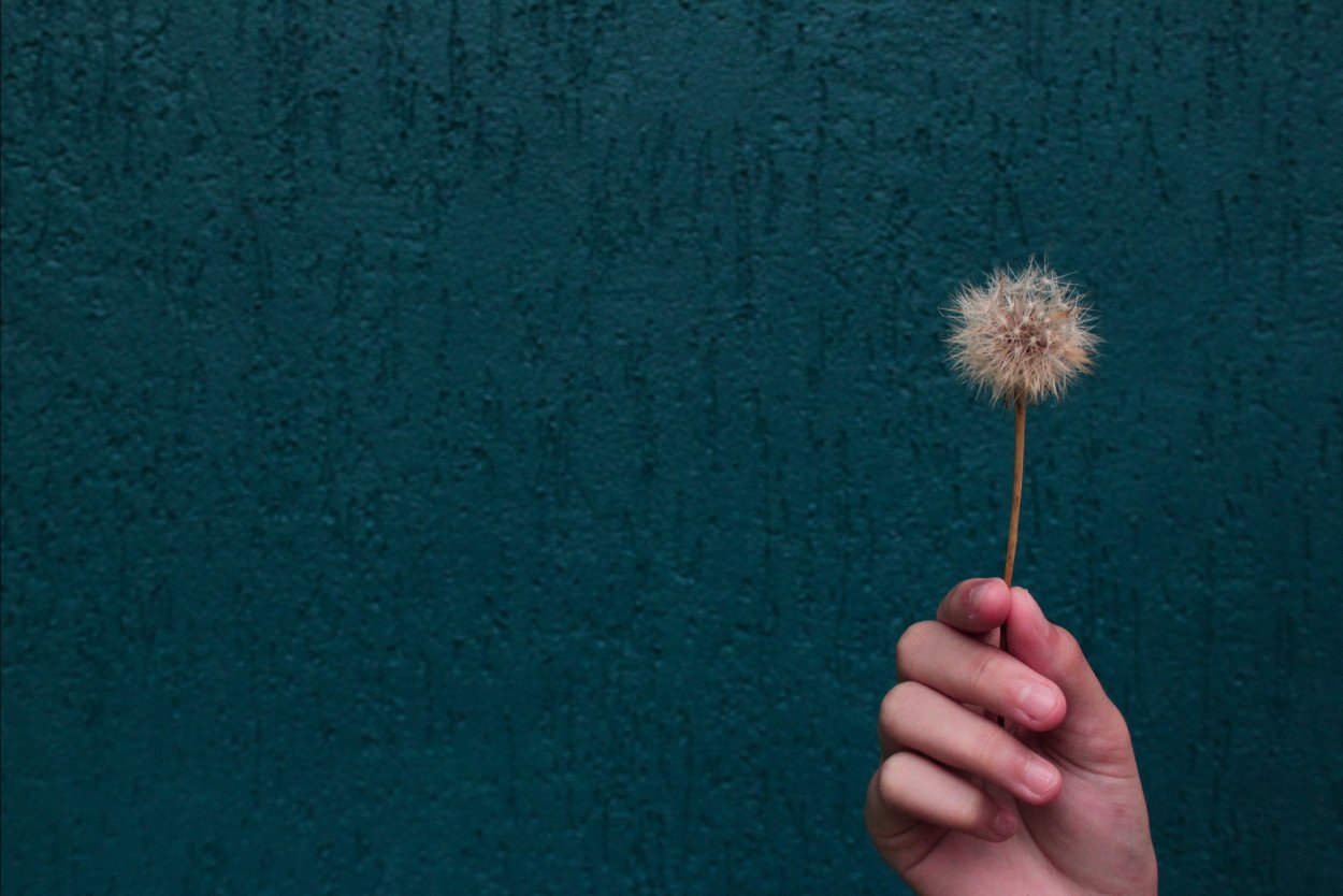 Одуванчик на белом фоне