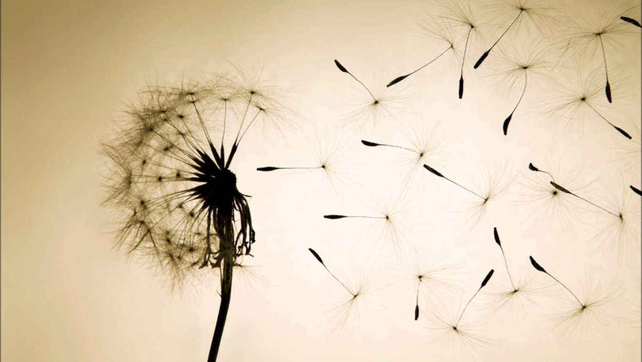 Обои одуванчики на стену