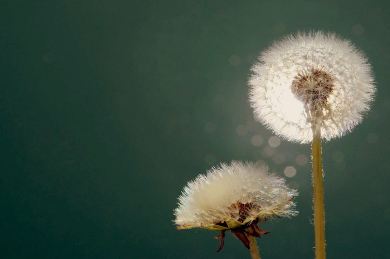 Одуванчики разлетаются на ветру