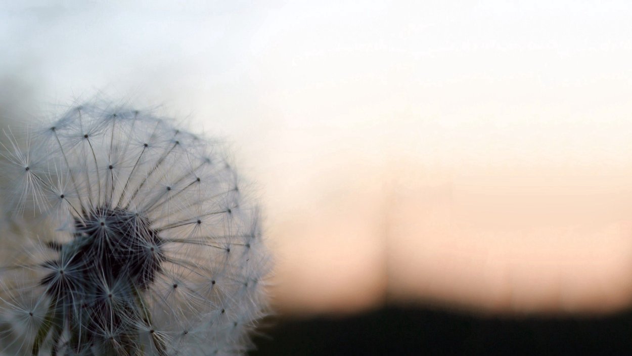 Одуванчик бежевый