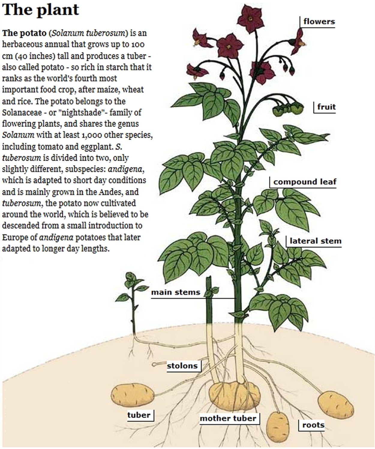 Картофель клубненосный лист