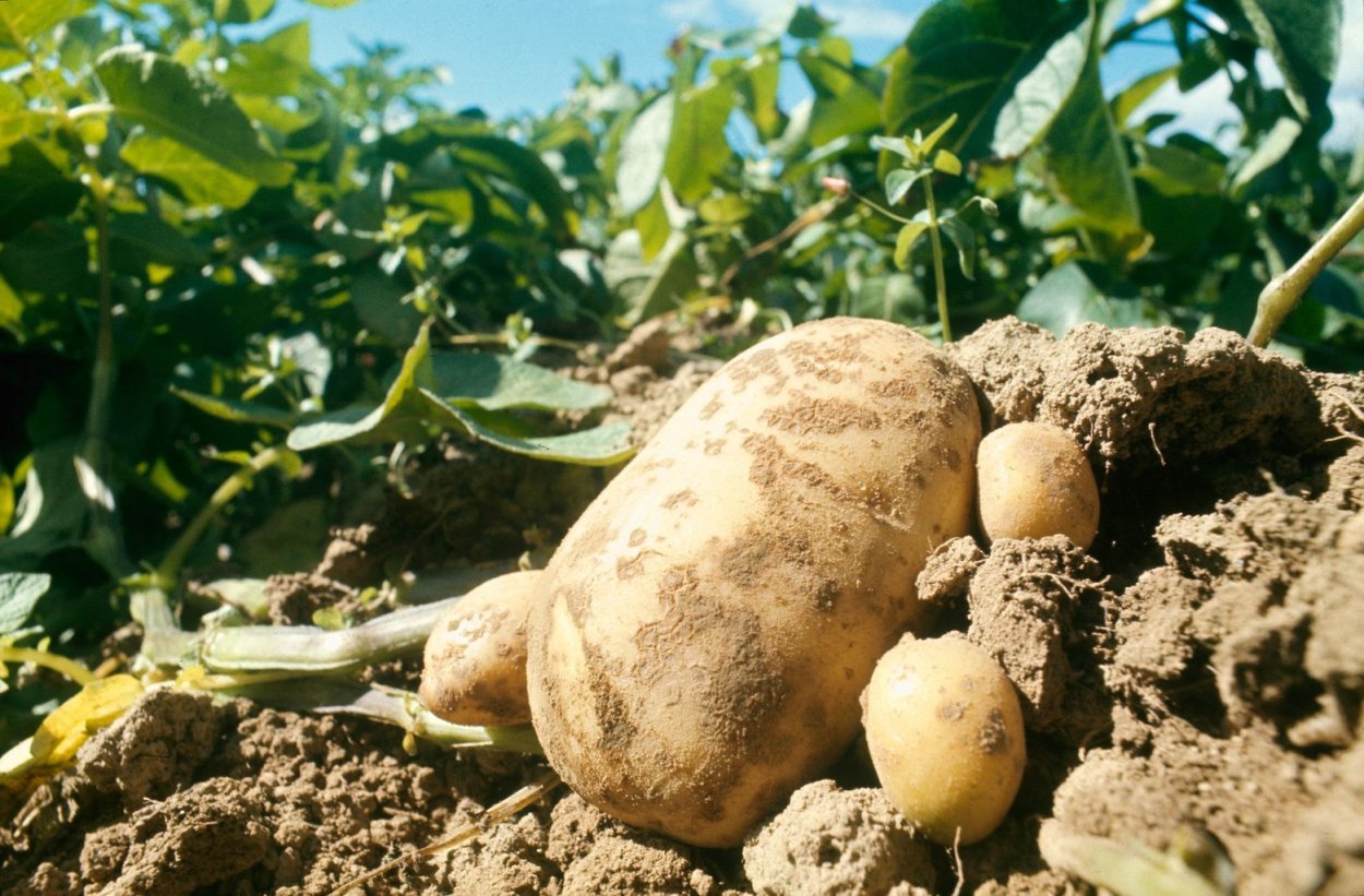 Ультраранние сорта картофеля