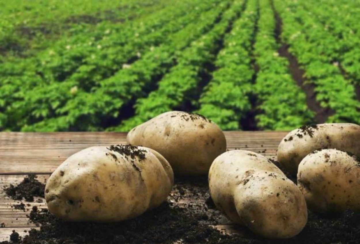Картошка фон