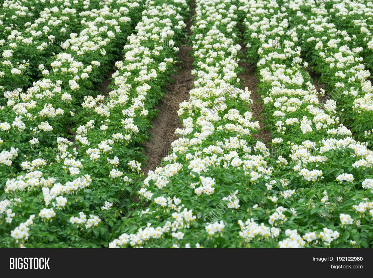 Картофель на грядке цветет