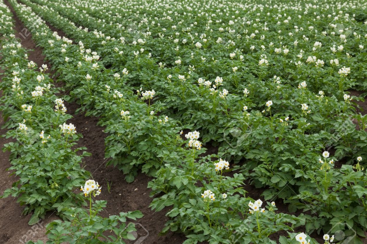 Картошка цветет на даче