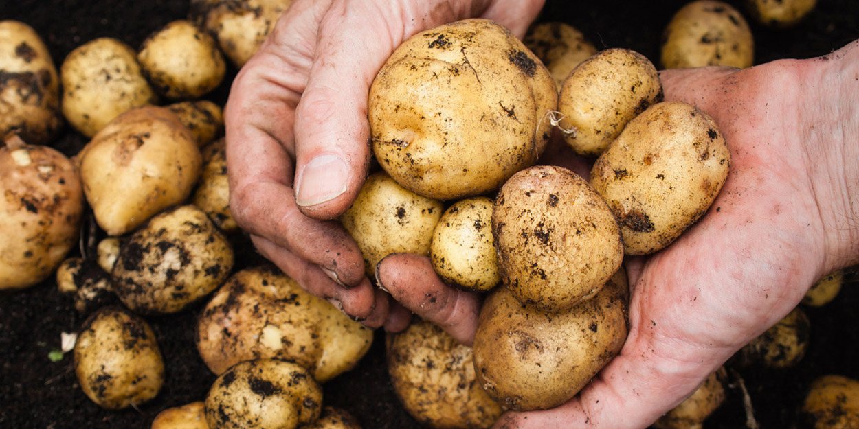 Картошка сорт Невский