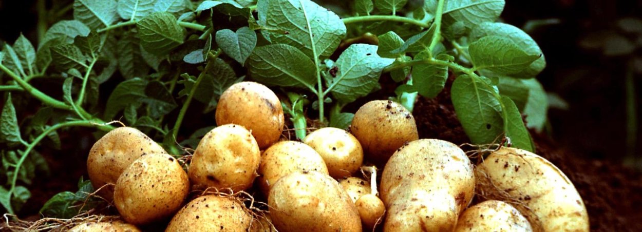 Иран картофель плантации