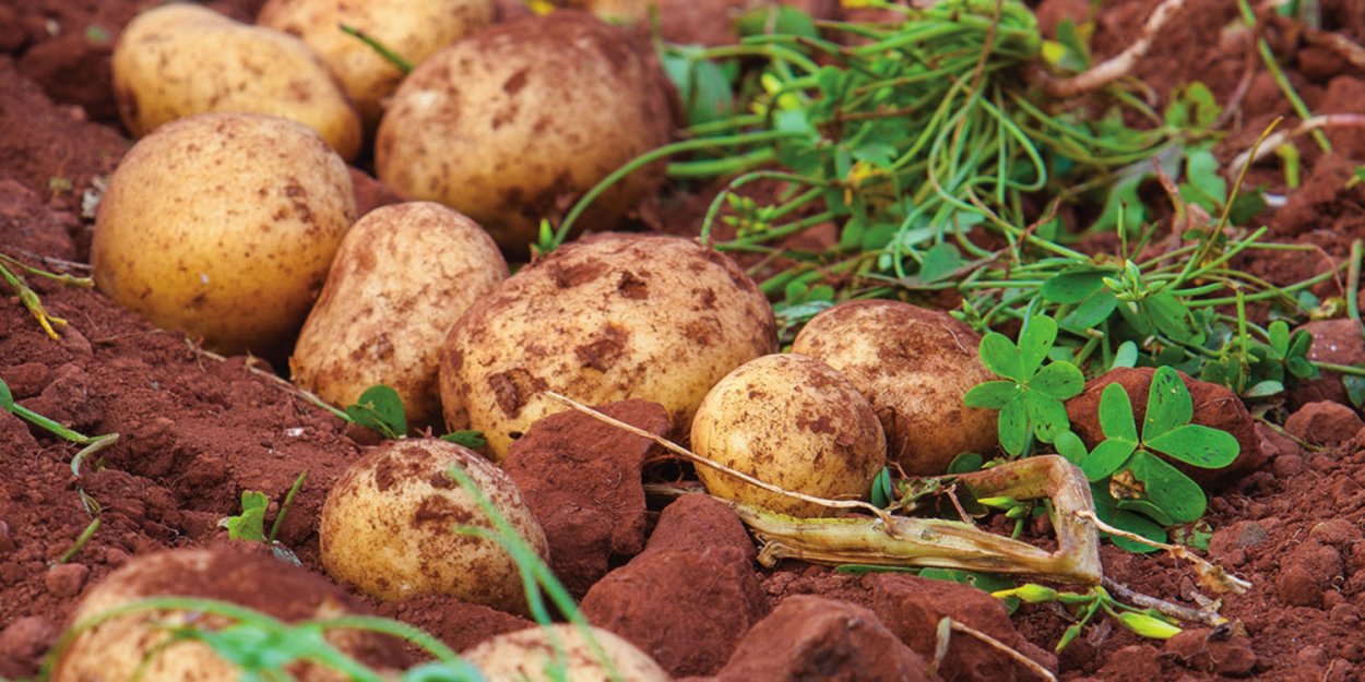 Клубни картофеля с ботвой