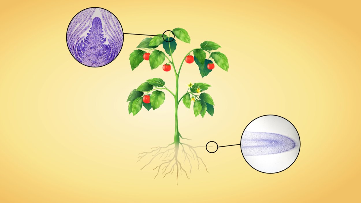Фермер картофель