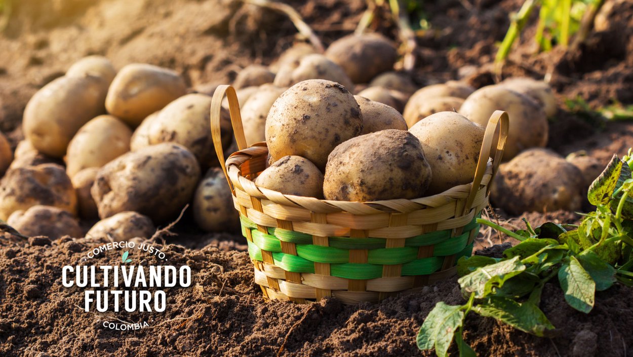 СЕДЕК картофель фермер