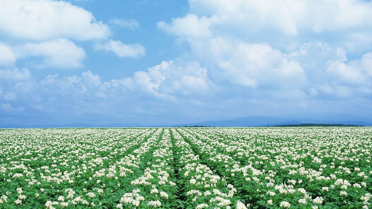 Ускоренный рост растений