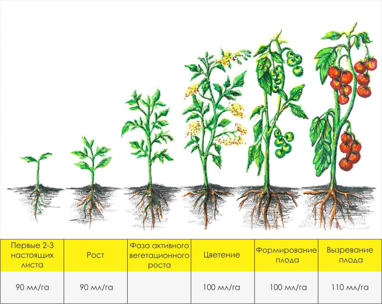 Картофель цветковое растение