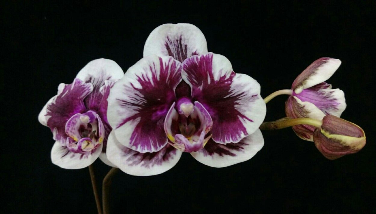 Phal. Voo Doo