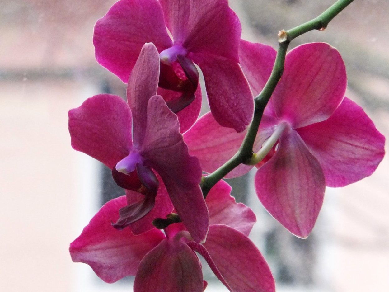 Орхидея Phalaenopsis Destiny
