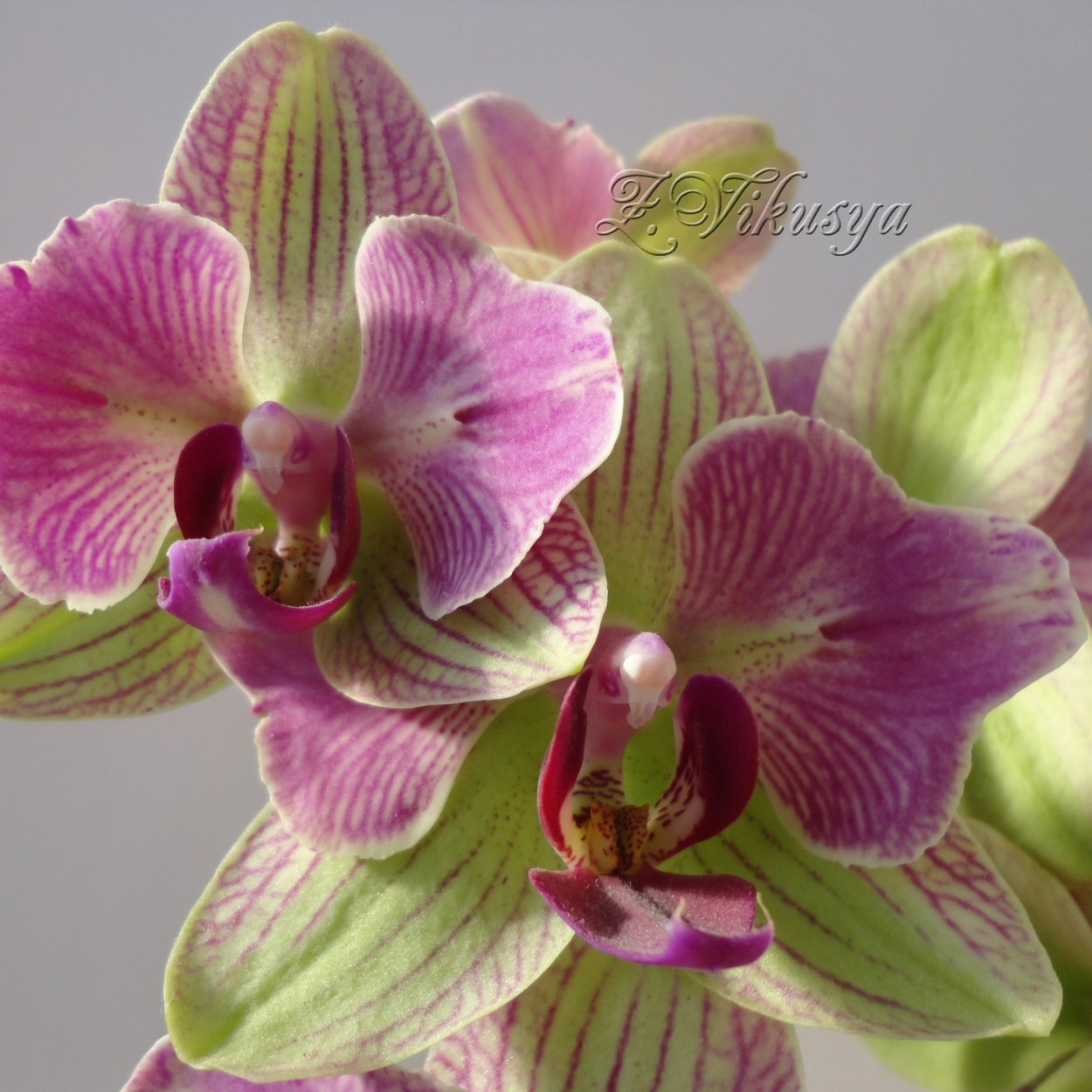 Phalaenopsis Палермо пелорик