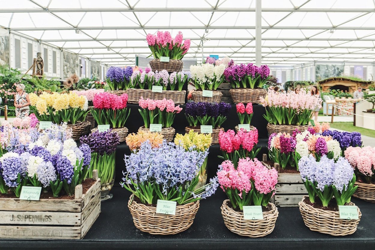 Уличная ярмарка цветов