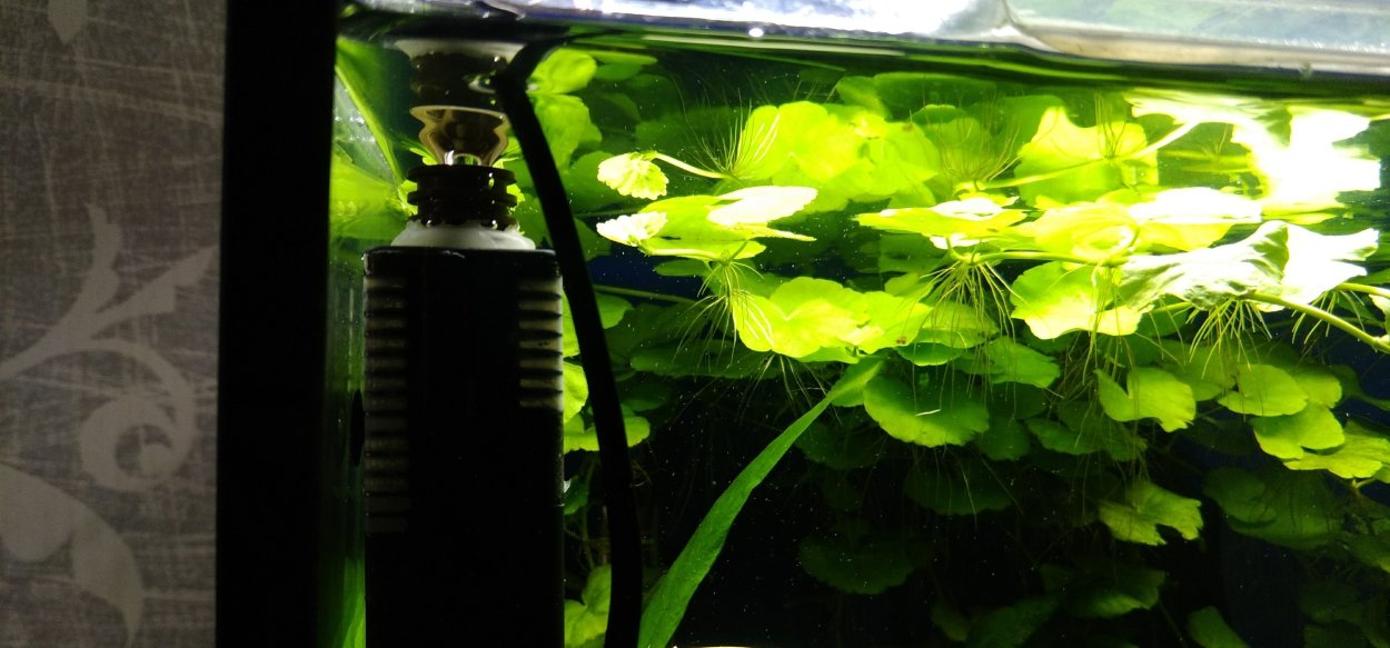 Водоросли лимнобиум