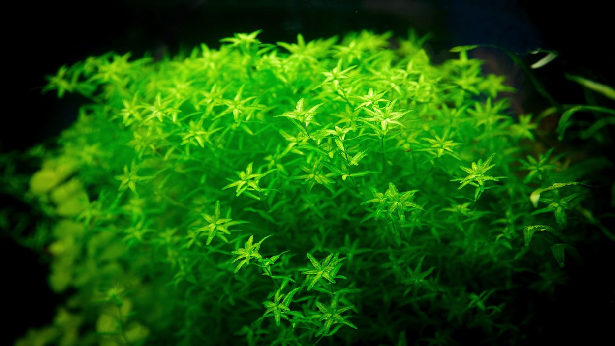 Гидротрихе аквариумное растение