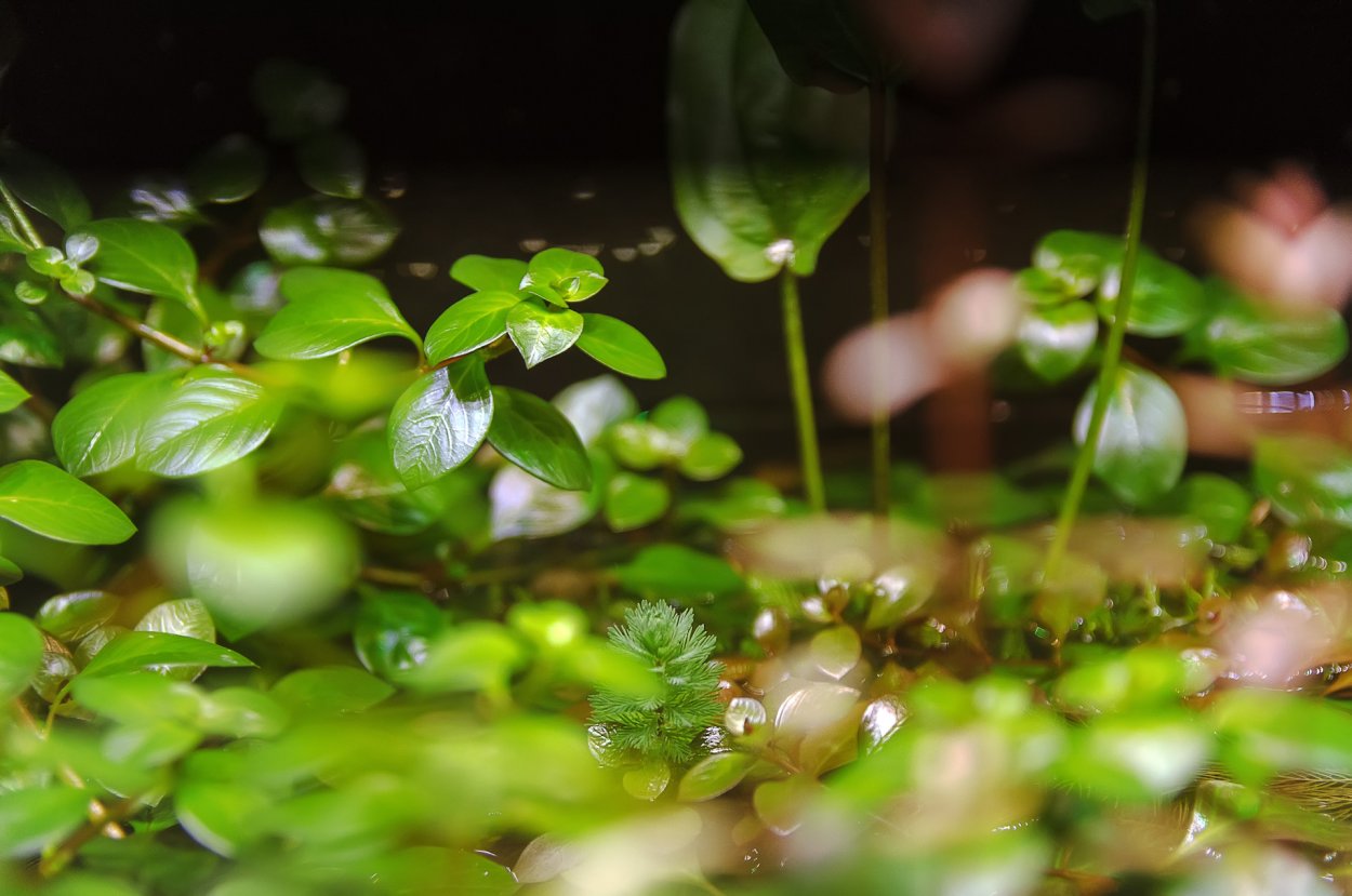 Надводные листья