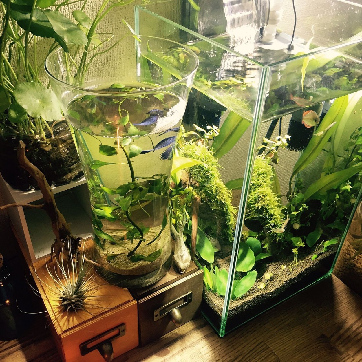 Пистия аквариумное