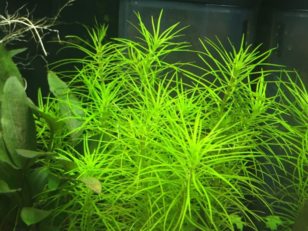 Акваскейп лоза