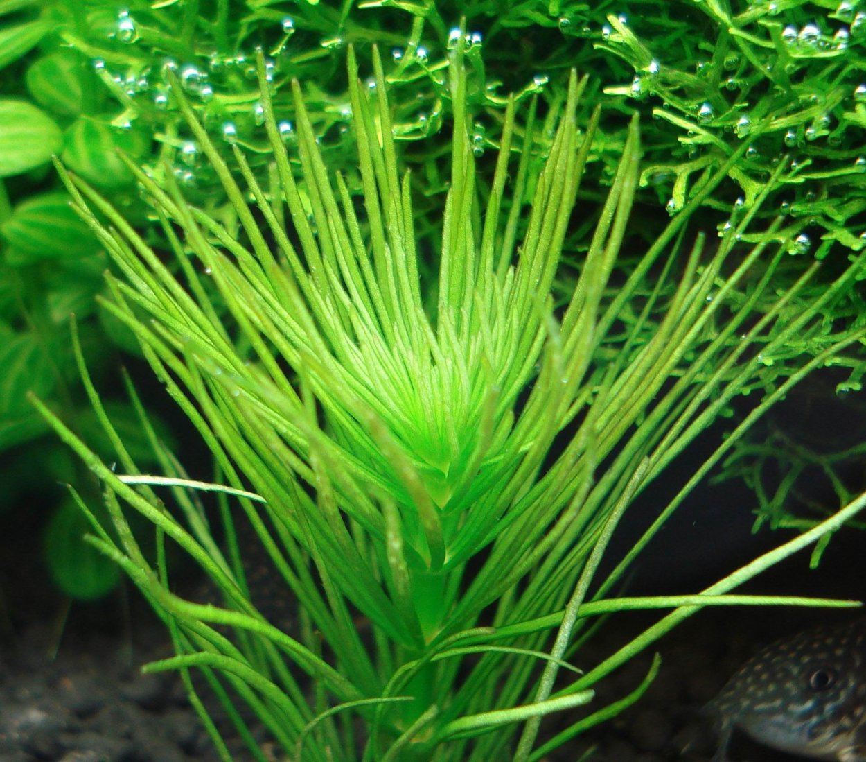 Лимнофила Вьетнам