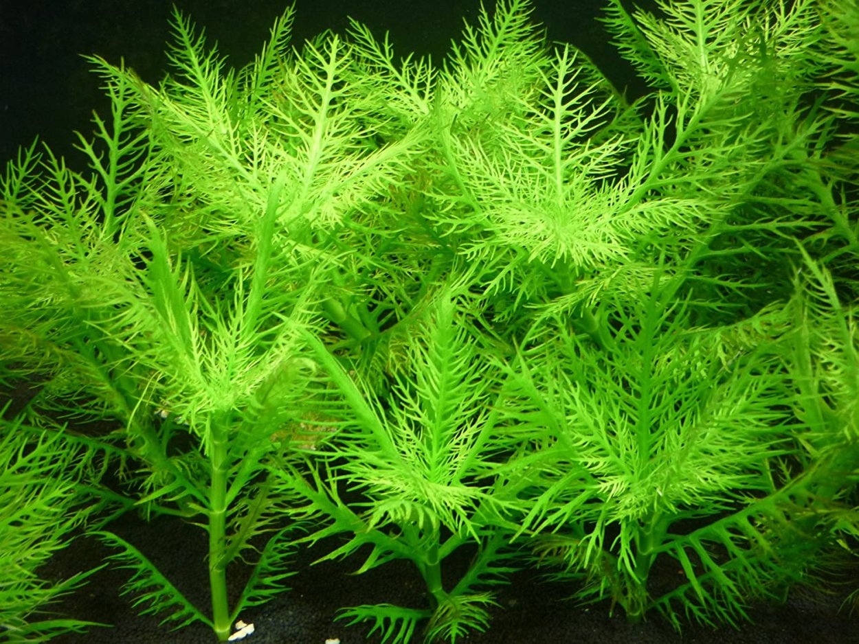 Пастия аквариумные растения